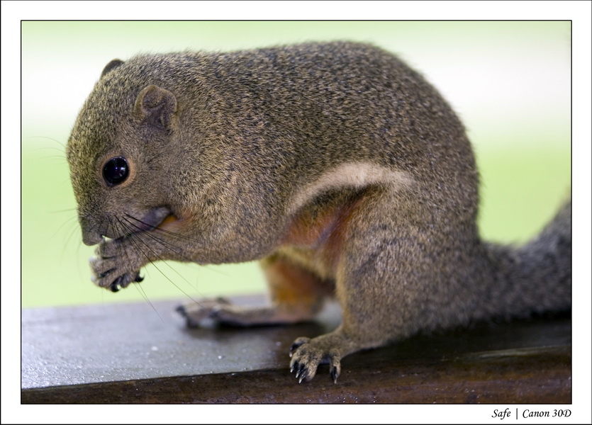 2008 - 07 - Redang - 177